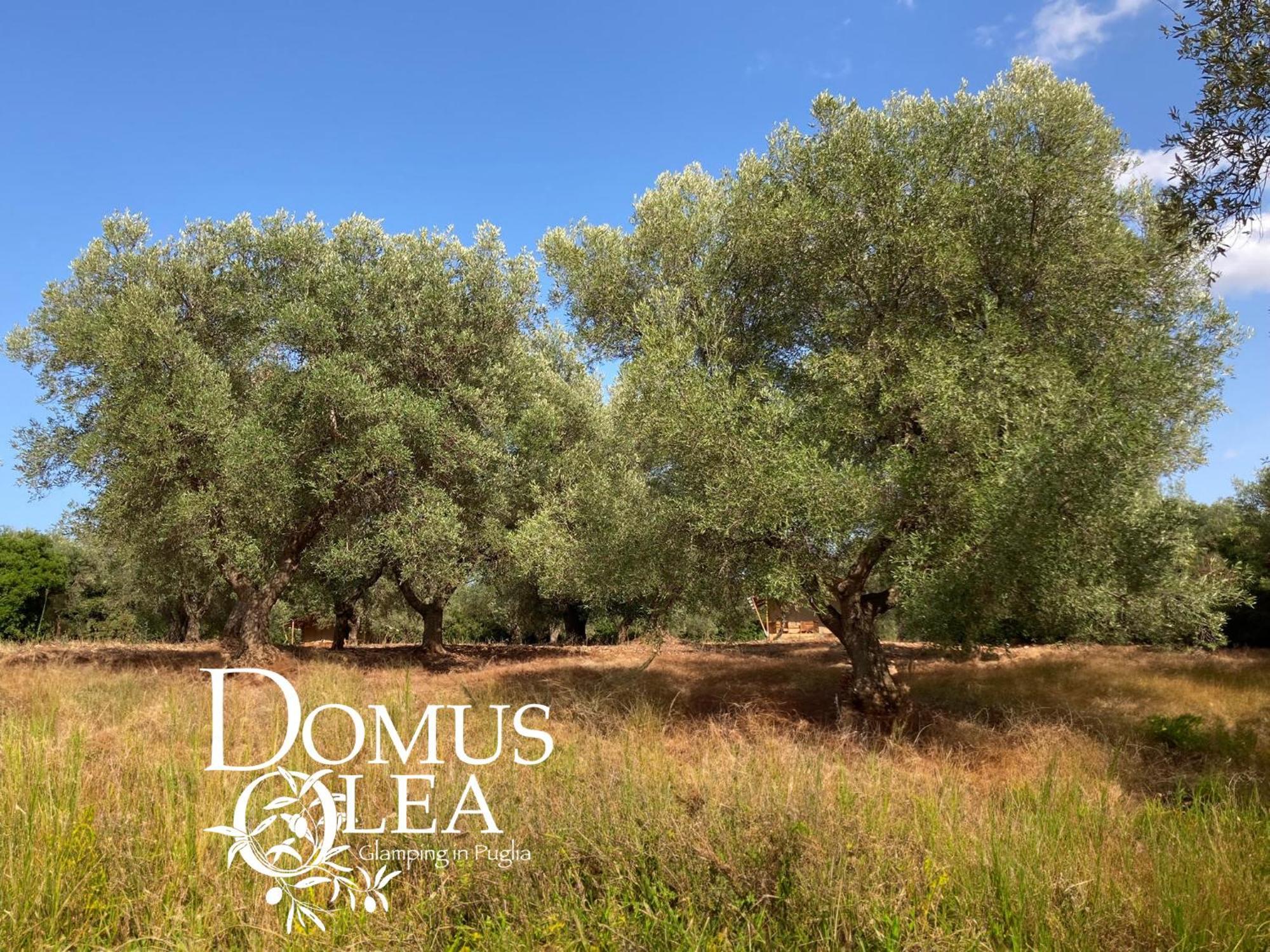 Отель Domus Olea Glamping Челье-Мессапика Экстерьер фото
